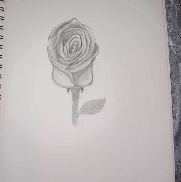 Other - Hand Drawn rose sketch